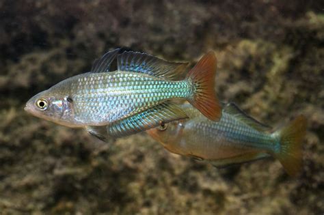 Australian Rainbow Fish (Melanotaenia fluviatilis).